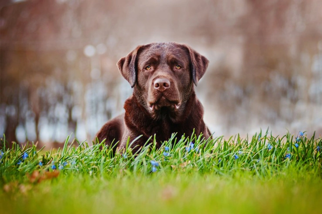 Laryngeal paralysis in Labrador retrievers: Causes & care