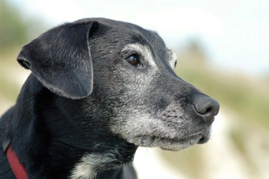 Feeding and Nutrition of Senior Dogs: Essential Tips for Healthy Aging