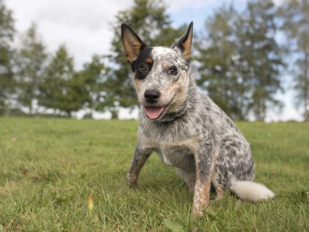 What Your Dog Breed Choice Says About You: 6 Breed Insights