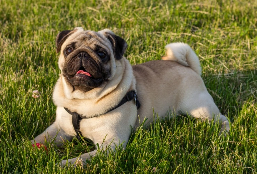 Surgical options for treating BOAS in Pugs: 2025 UK Guide