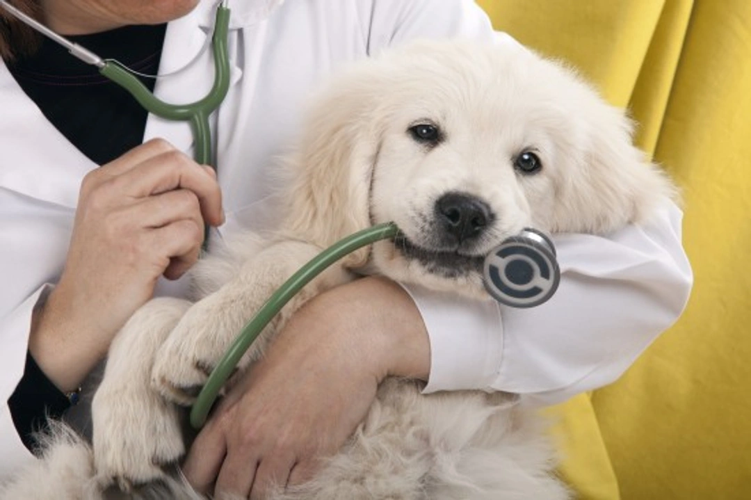 Knowing When to Call the Vet for Your Cat or Dog