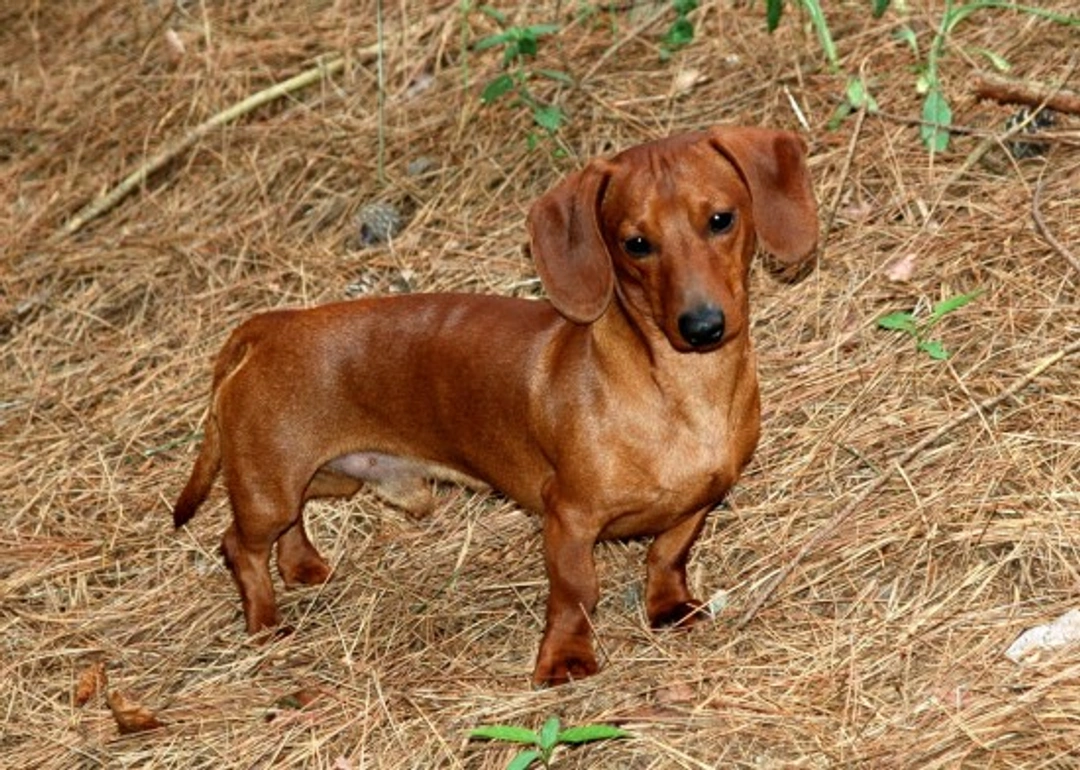 Complete Guide to Owning a Miniature Dachshund