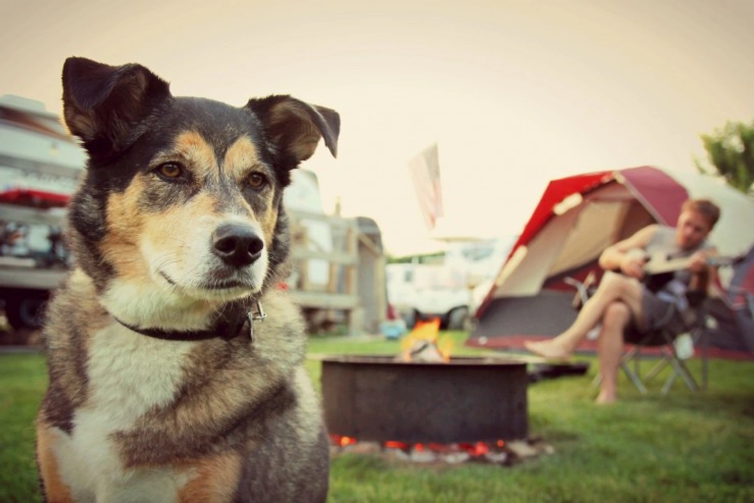 5 Top Dog Friendly Camping Sites in the UK