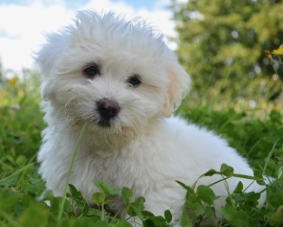 Allevatori italiani: quanti sono e i requisiti per gli allevamenti