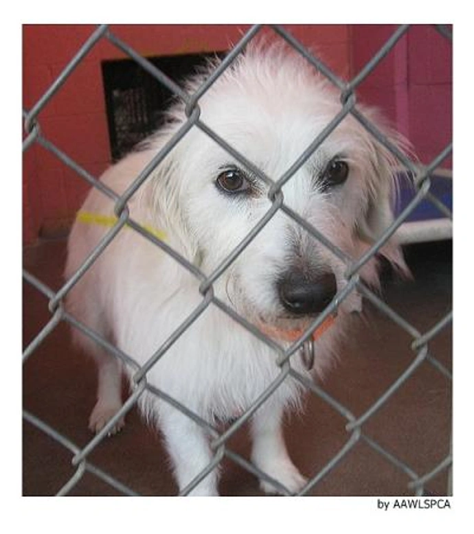 Cruzar perros: guía para encontrar pareja, organizar la cruza y repartir los cachorros