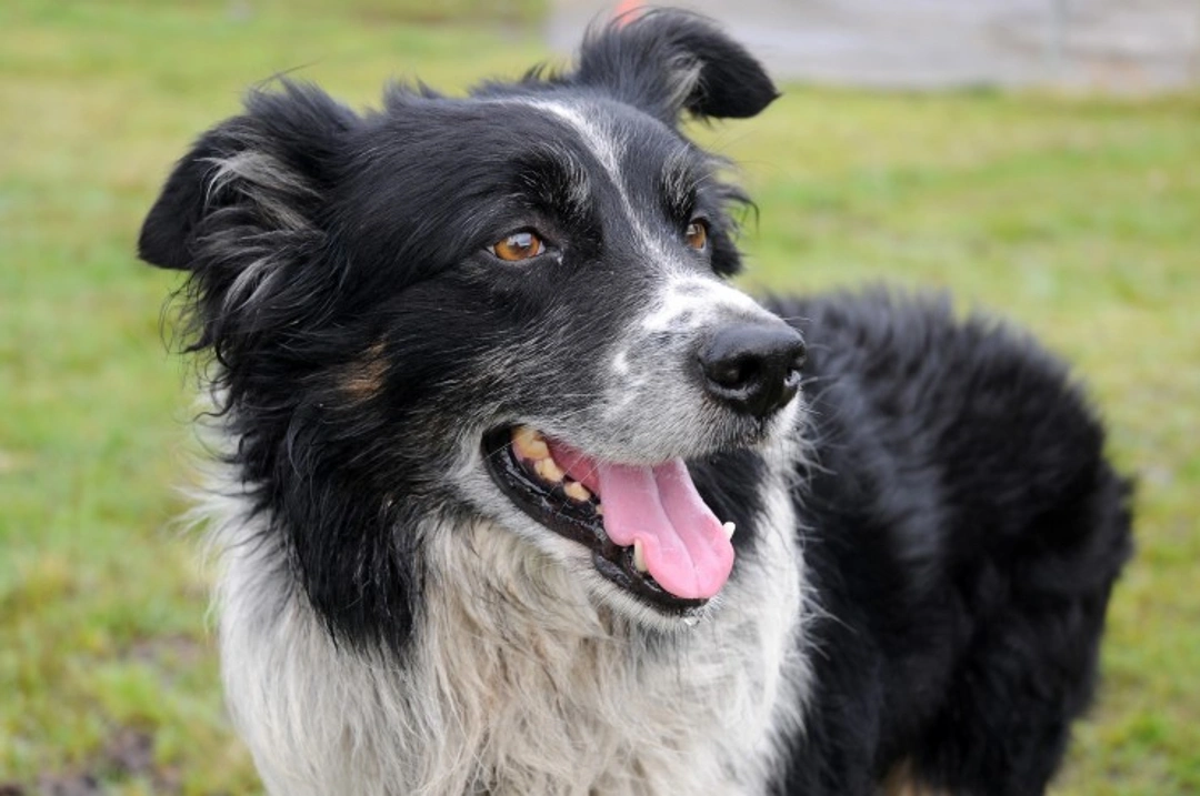 Ivermectin Sensitivity & MDR1 Gene Test for Border Collies
