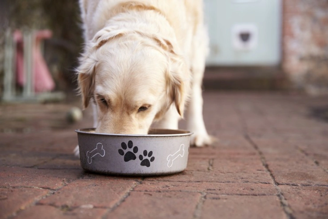 Why Dogs Move Food Away from Their Bowl: Causes Explained