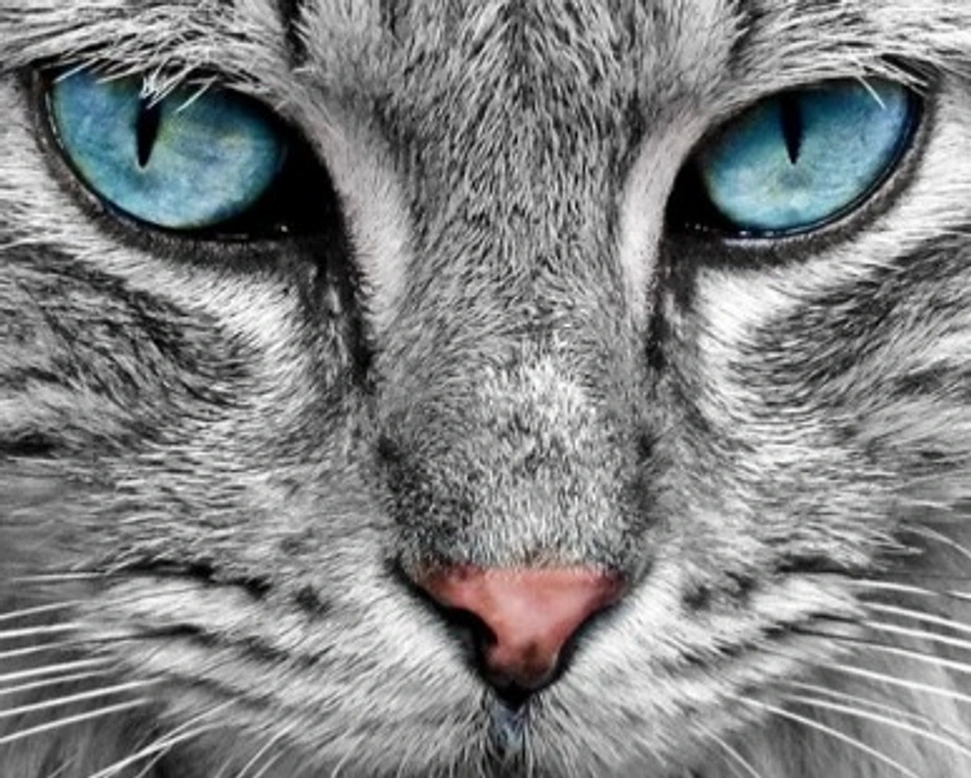 Come l'alimentazione influisce sull'immunità nei gatti - parte 2