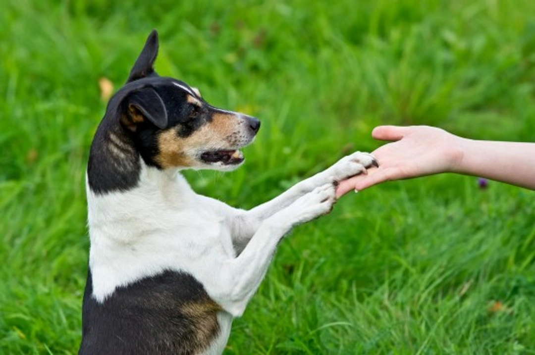 10 Essential Tips for Raising an Obedient Dog