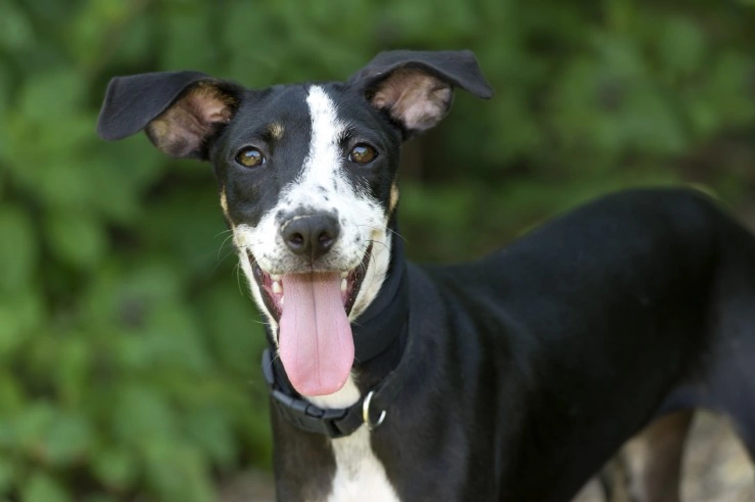 Top 10 Responsible Pet Ownership Tips for National Pet Month