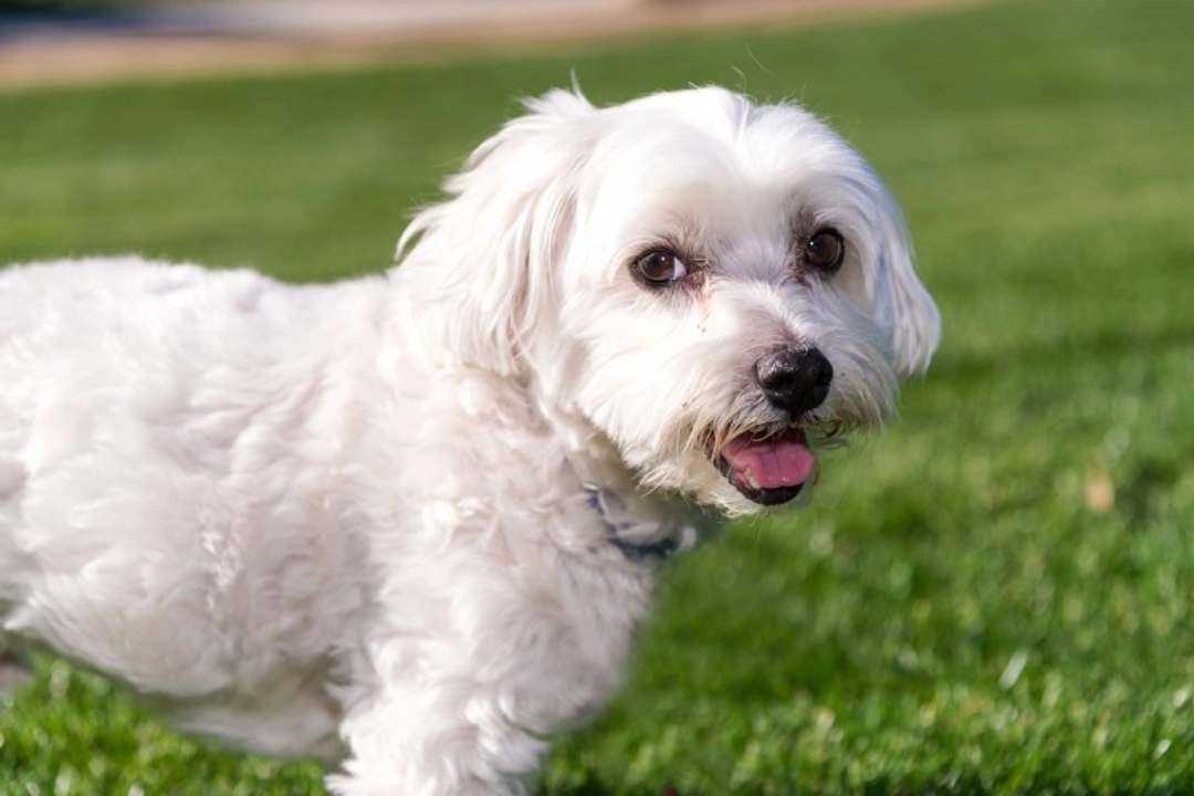 Why Maltese Dogs Are Prone to Gastrointestinal Problems