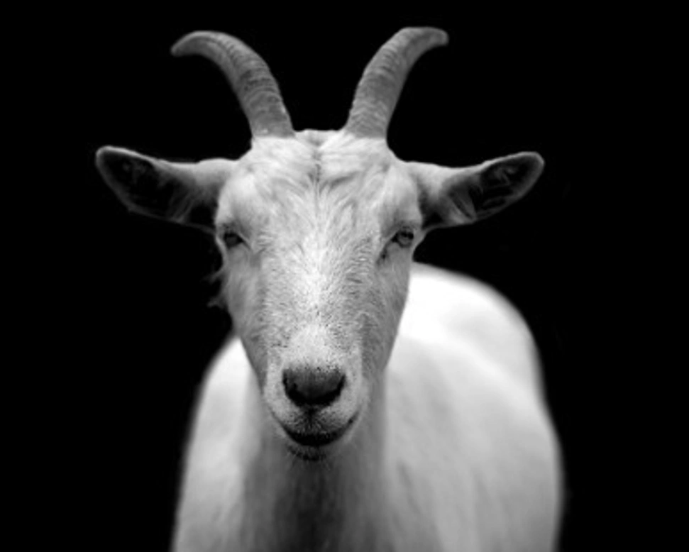 Capre come animale domestico. Consigli, info e cose da sapere