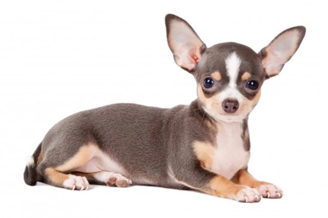 Hereditary Health & Genetic Diversity in Chihuahuas