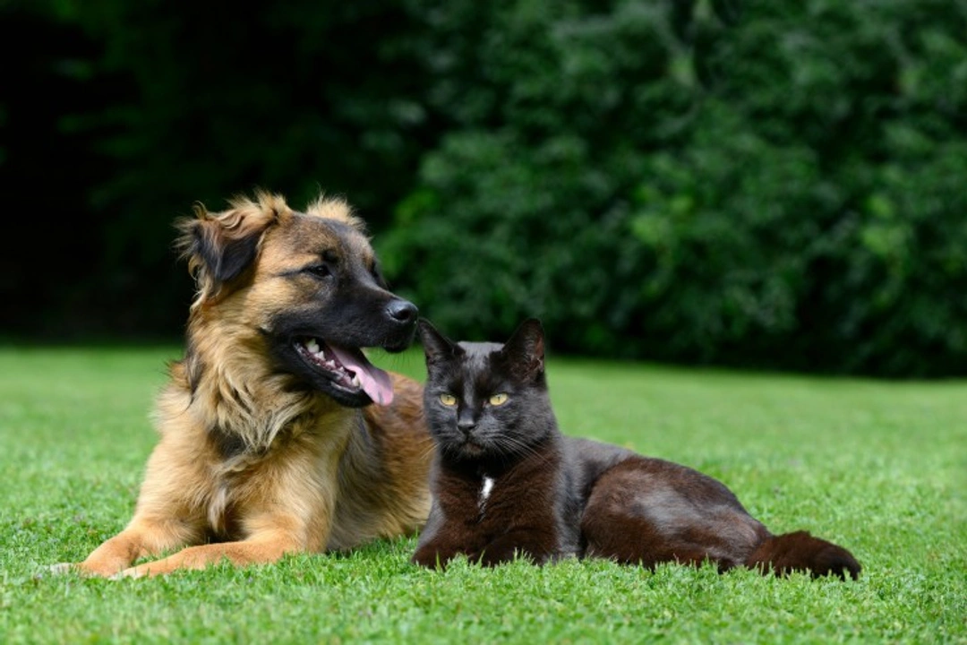 How Canine and Feline Flea Treatments Differ Safely