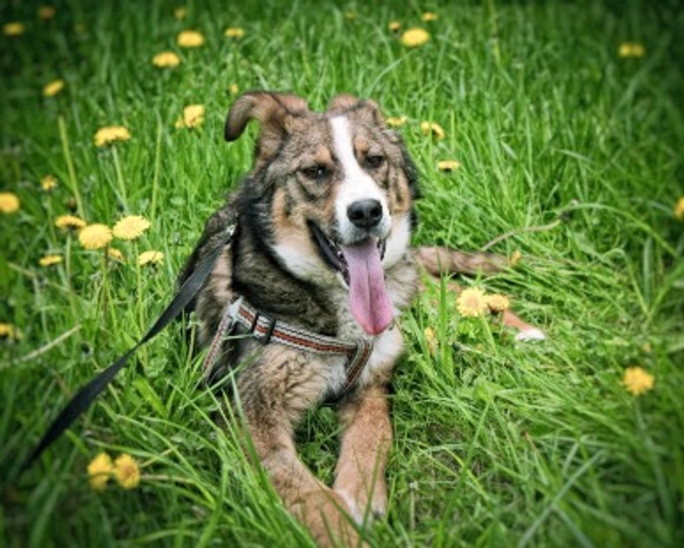 Associazioni animali: Volontariato con aiuto agli animali