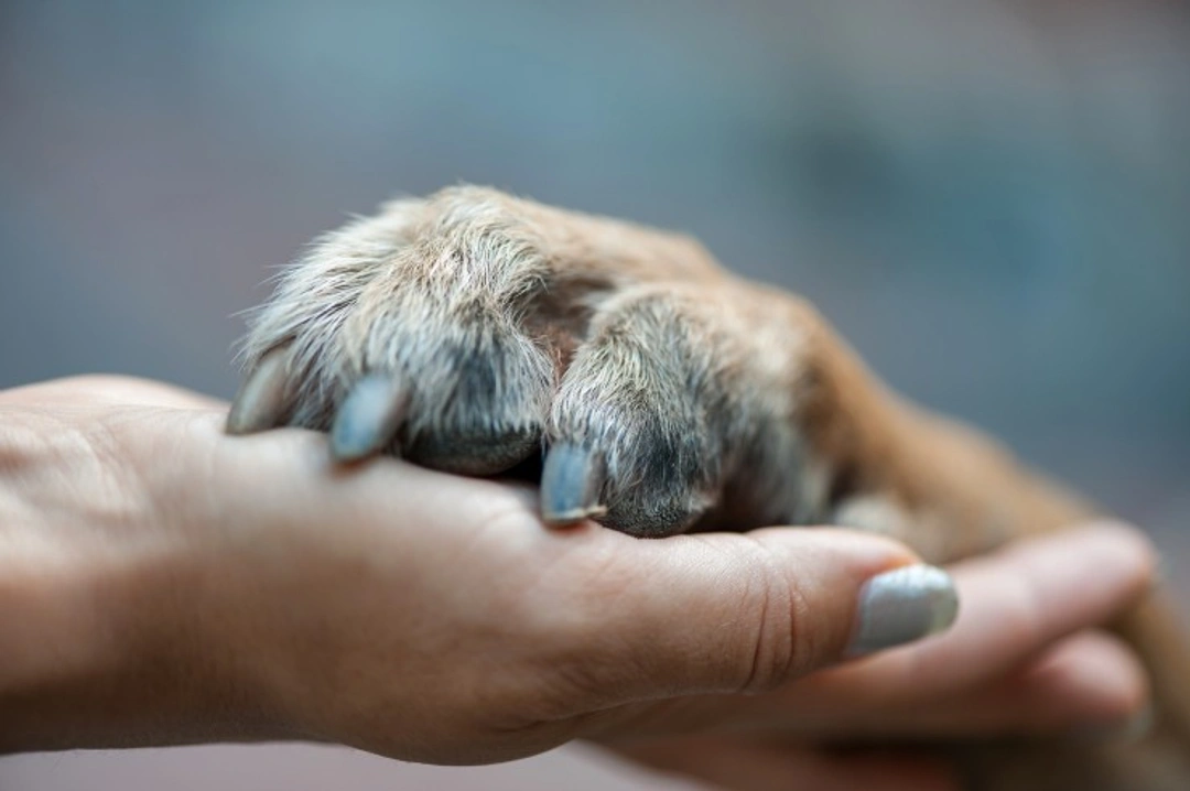 7 Common Problems That Affect Your Dog’s Claws