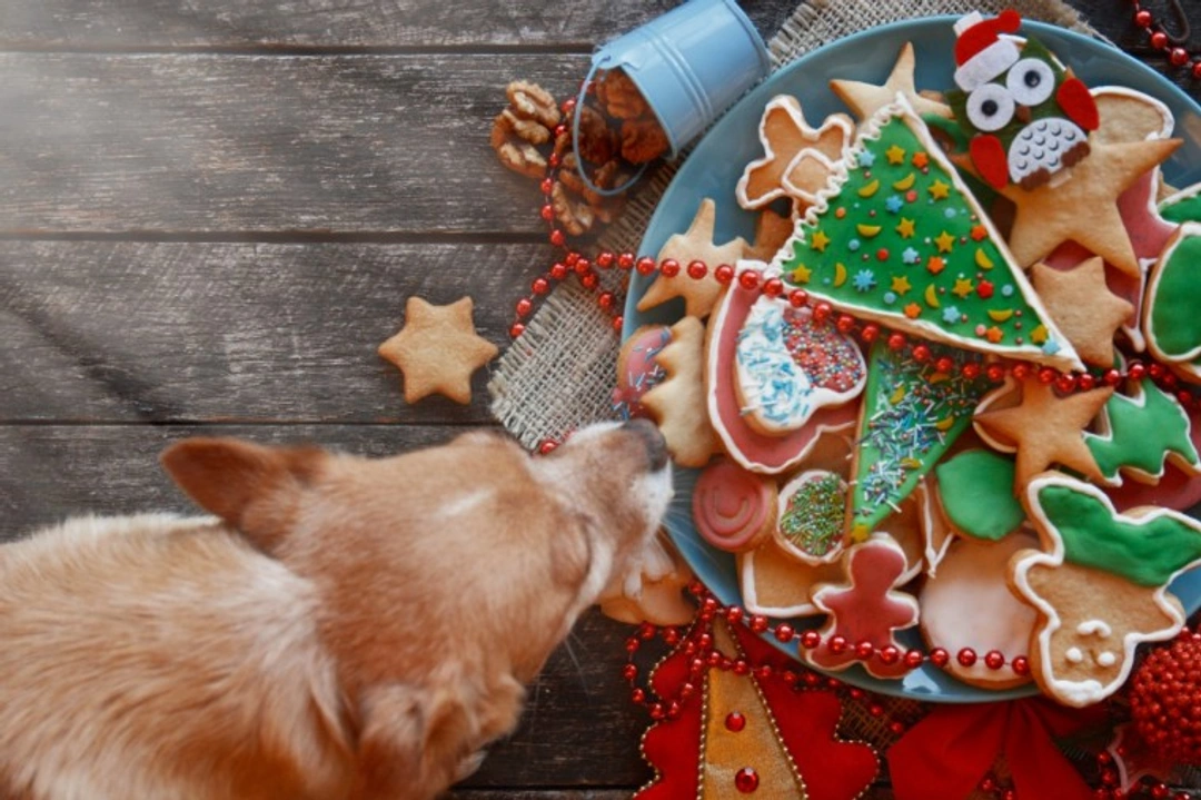 Christmas Day Dog Food Safety: Avoid Festive Hazards