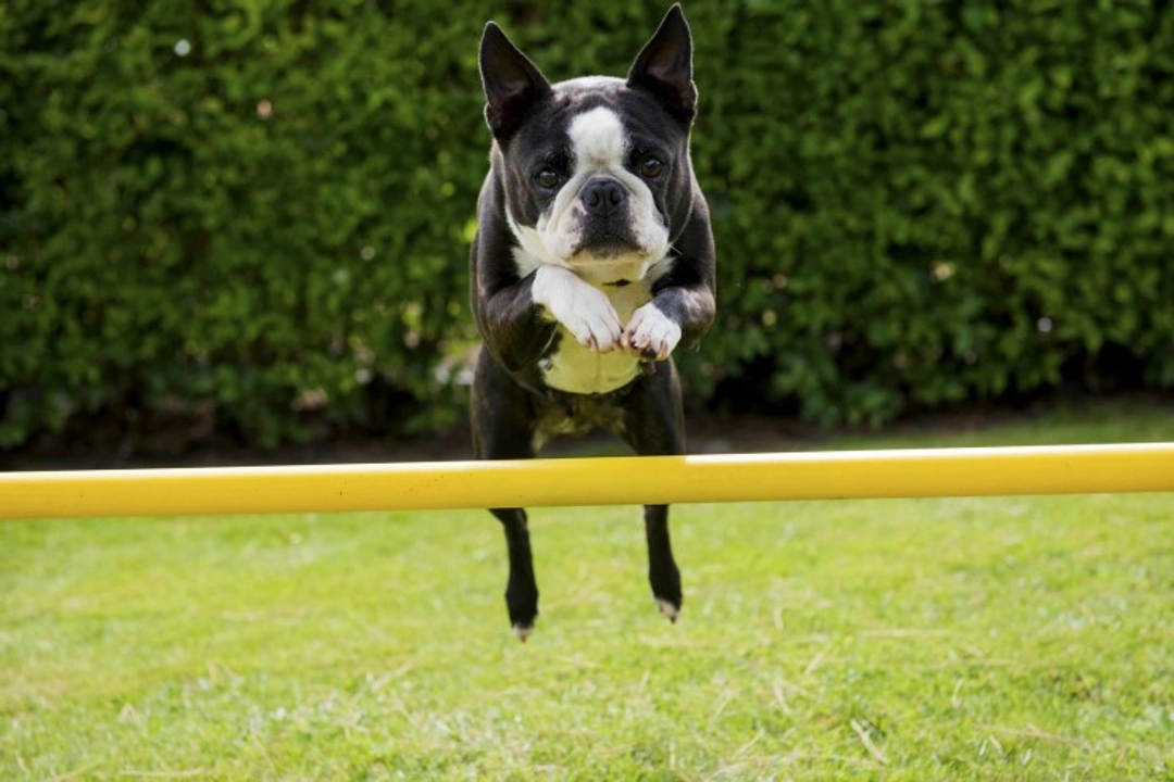 How to Stop Your Boston Terrier Jumping Up: Effective Training Tips