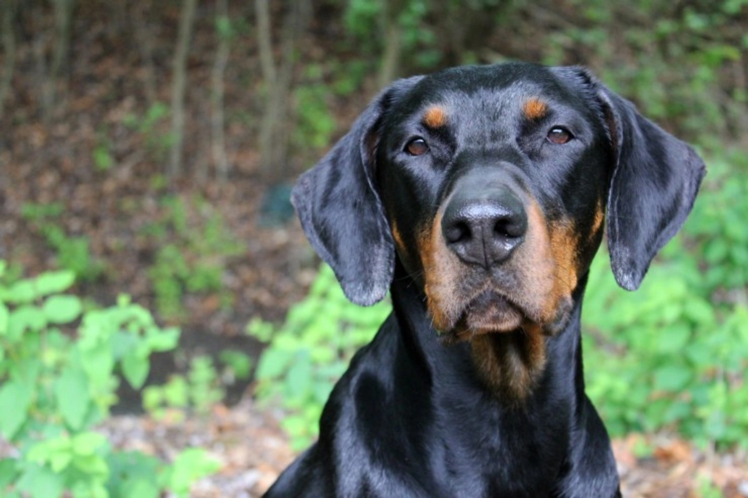 Medial Canthal Pocket Syndrome in Dogs: Causes, Symptoms & Treatment