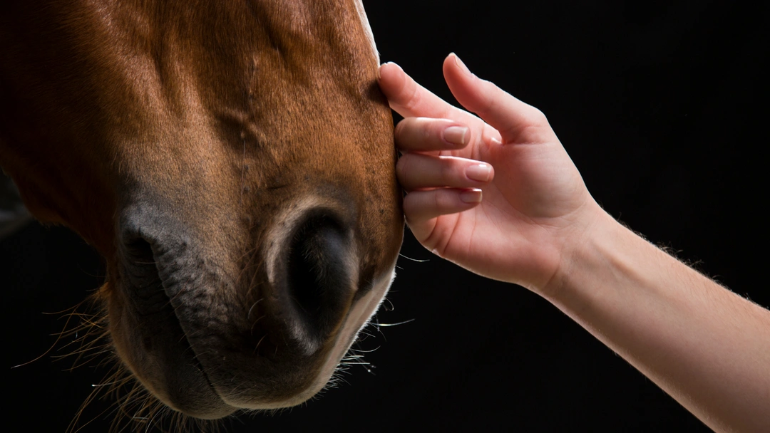 Juridiska fallgropar vid hästköp – och hur du undviker dem