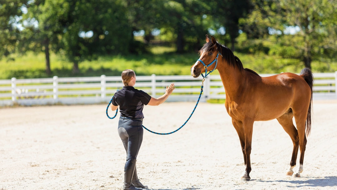 Fokus på unga hästar: Hållbar unghästutbildning och mental utveckling