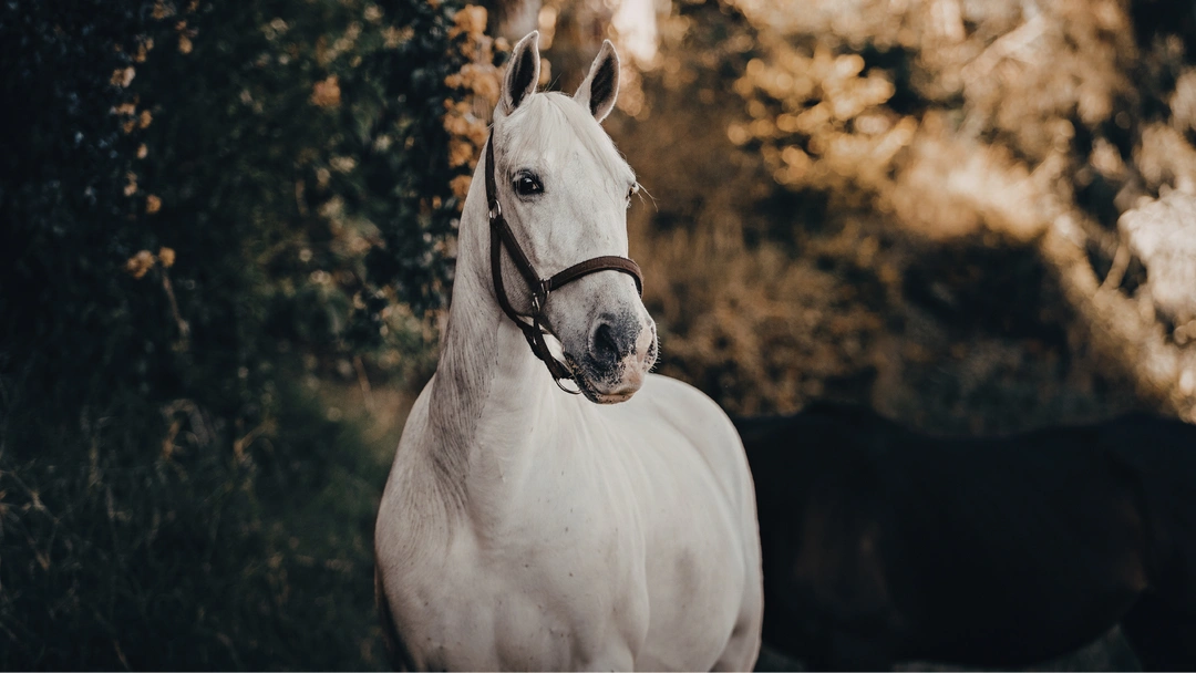 När kan jag häva köpet av en häst?