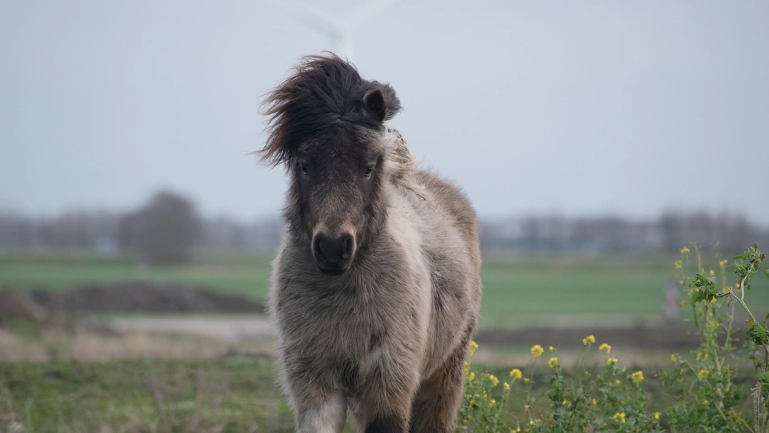Möt Shetlandsponnyn
