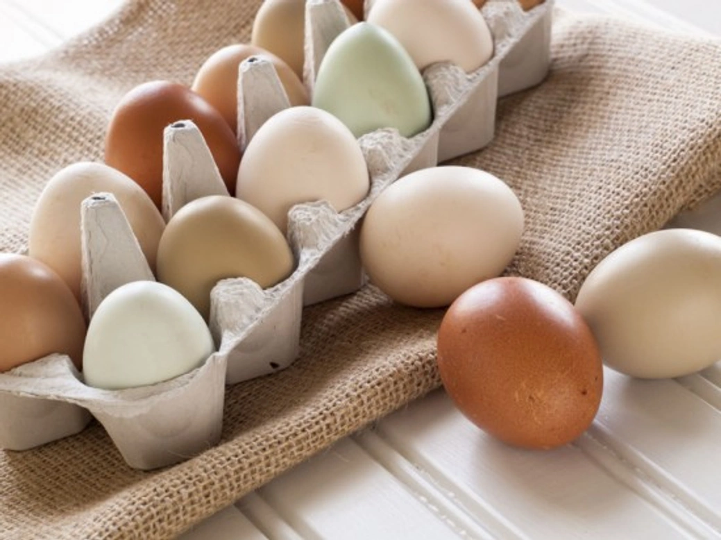 Chicken Breeds and Their Egg Colours: A Complete Guide
