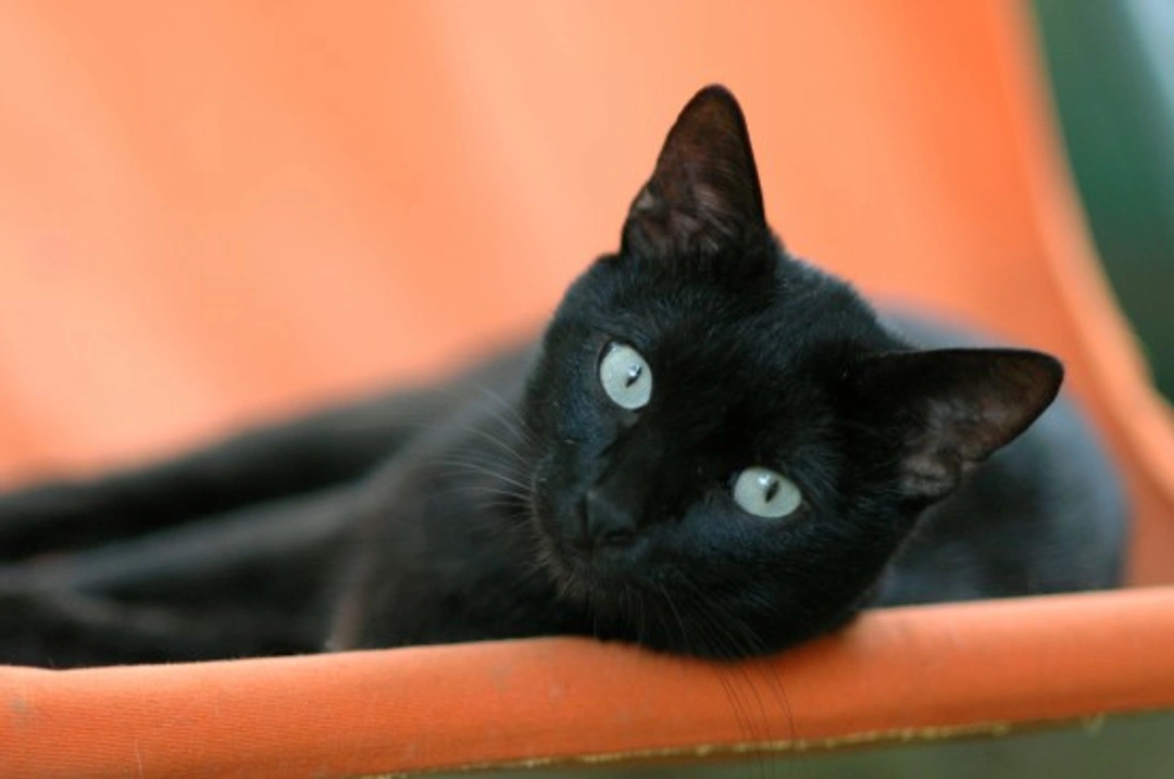 Holidaying in the UK with Your Cat: What You Need to Know