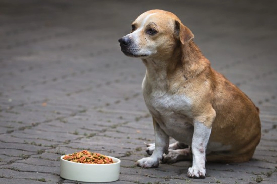 Why Are Some Dogs Never That Hungry? Causes & Solutions