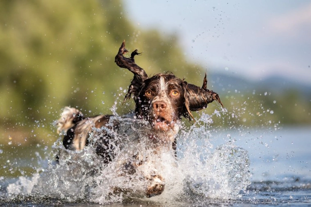 12 UK Water Hazards for Dogs in 2025: Expert Safety Guide