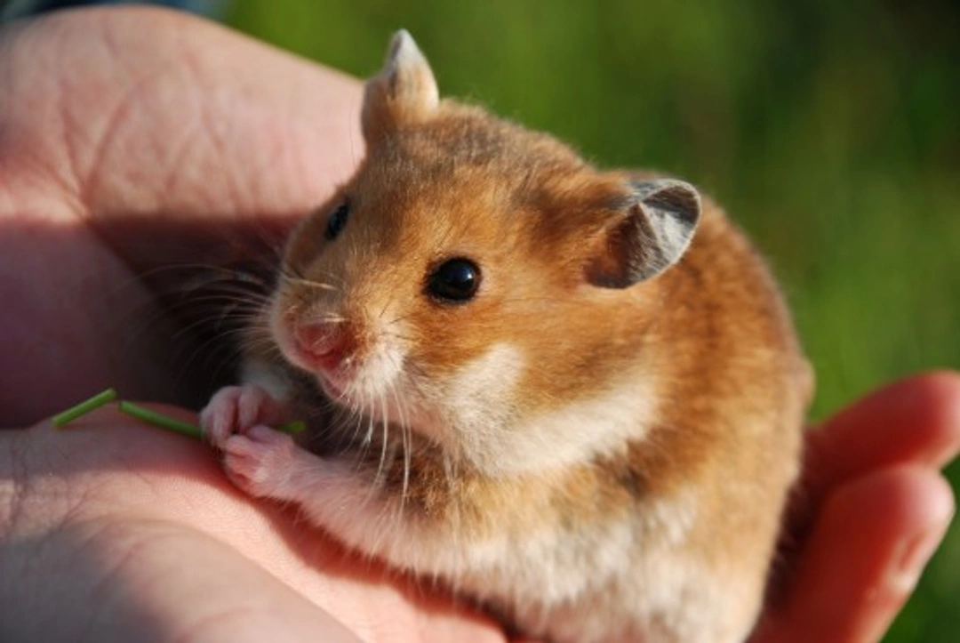 Wet Tail in Hamsters: Causes, Symptoms & Care