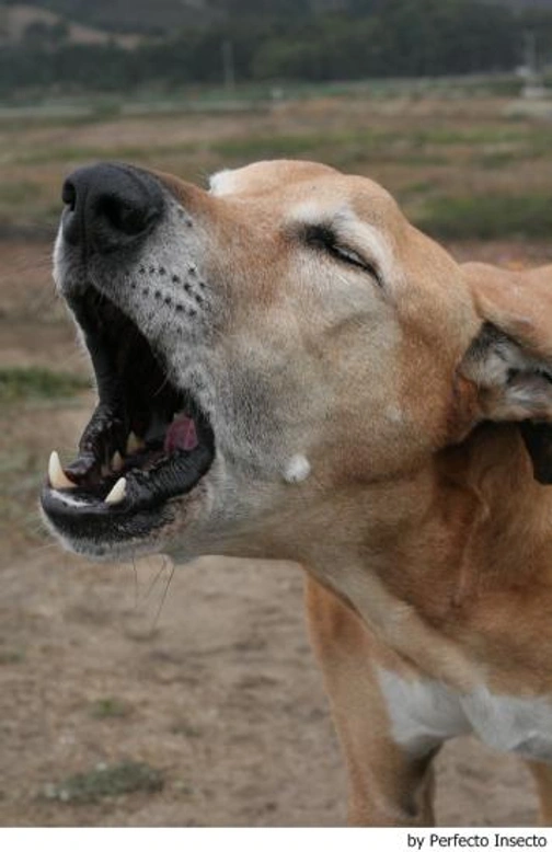 Tipos de ladridos de perro: significado y cómo entenderlos