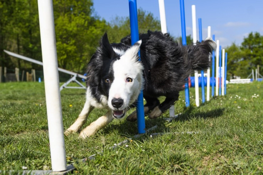 Border Collie Exercise Needs: 7 Ways to Keep Your Dog Active