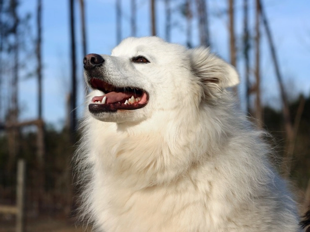 5 Fascinating Facts About the American Eskimo Dog