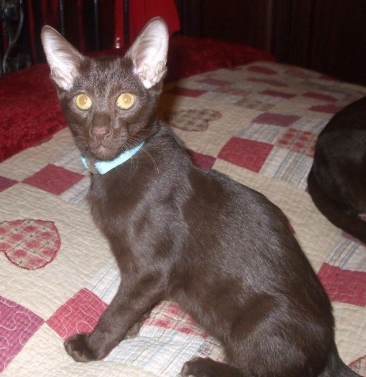 The Suffolk Chocolate: Unique New Cat Breed from Havana Line
