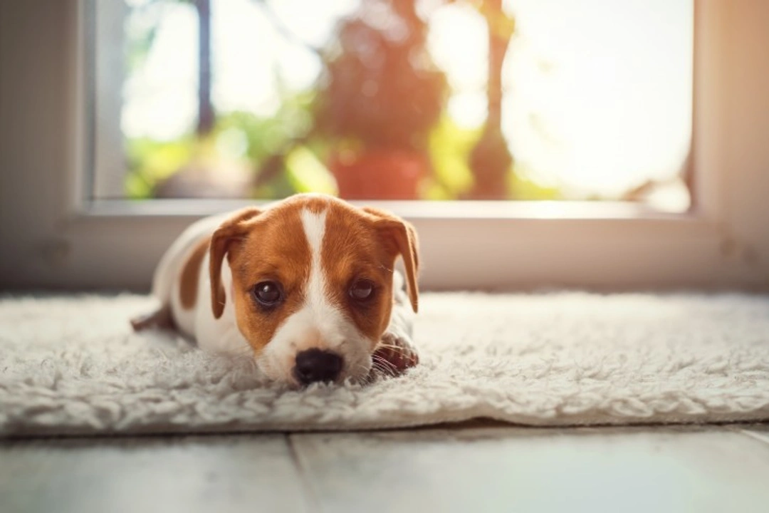 Choosing a New Home With Your Dog in Mind: Key Tips