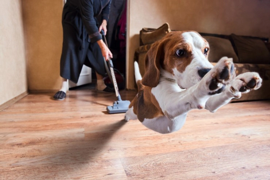 Why Dogs Are Wary of Vacuum Cleaners: Understanding & Solutions