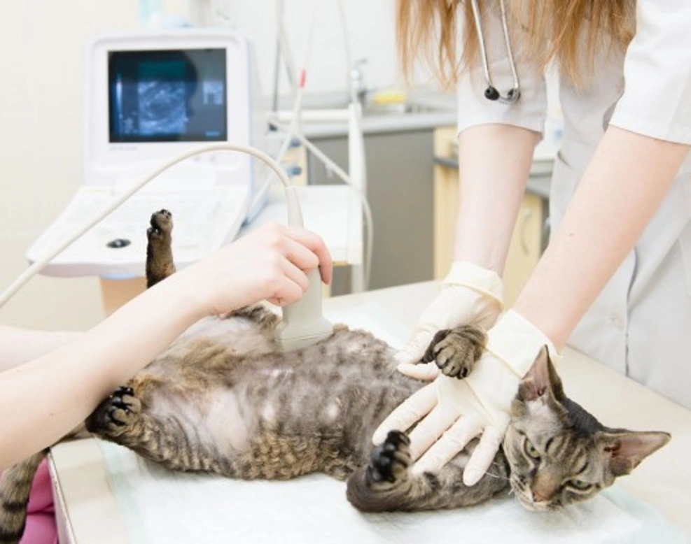 How to Know if Your Cat is Pregnant: Week-by-Week Guide