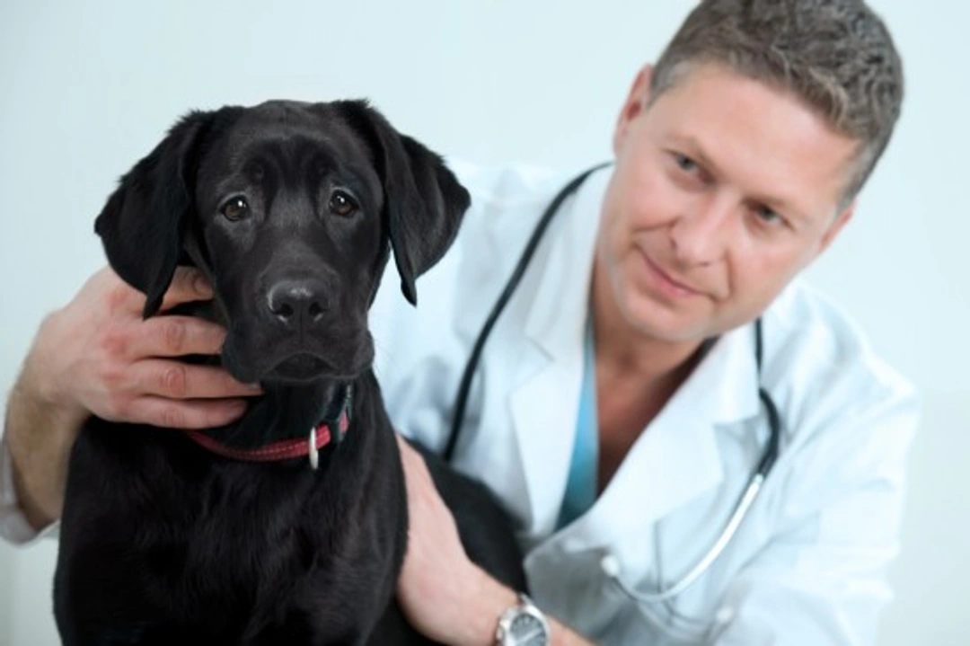 Choosing healthy dogs: Avoid costly hereditary issues