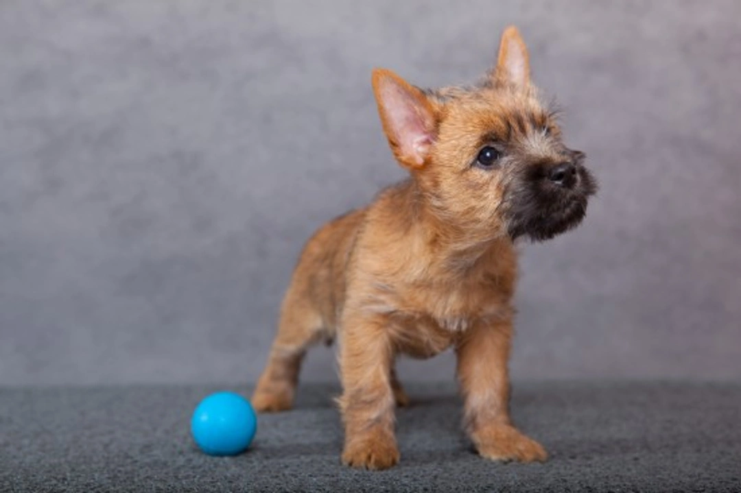 Cairn Terrier Health: A Complete Guide to Hereditary Wellness