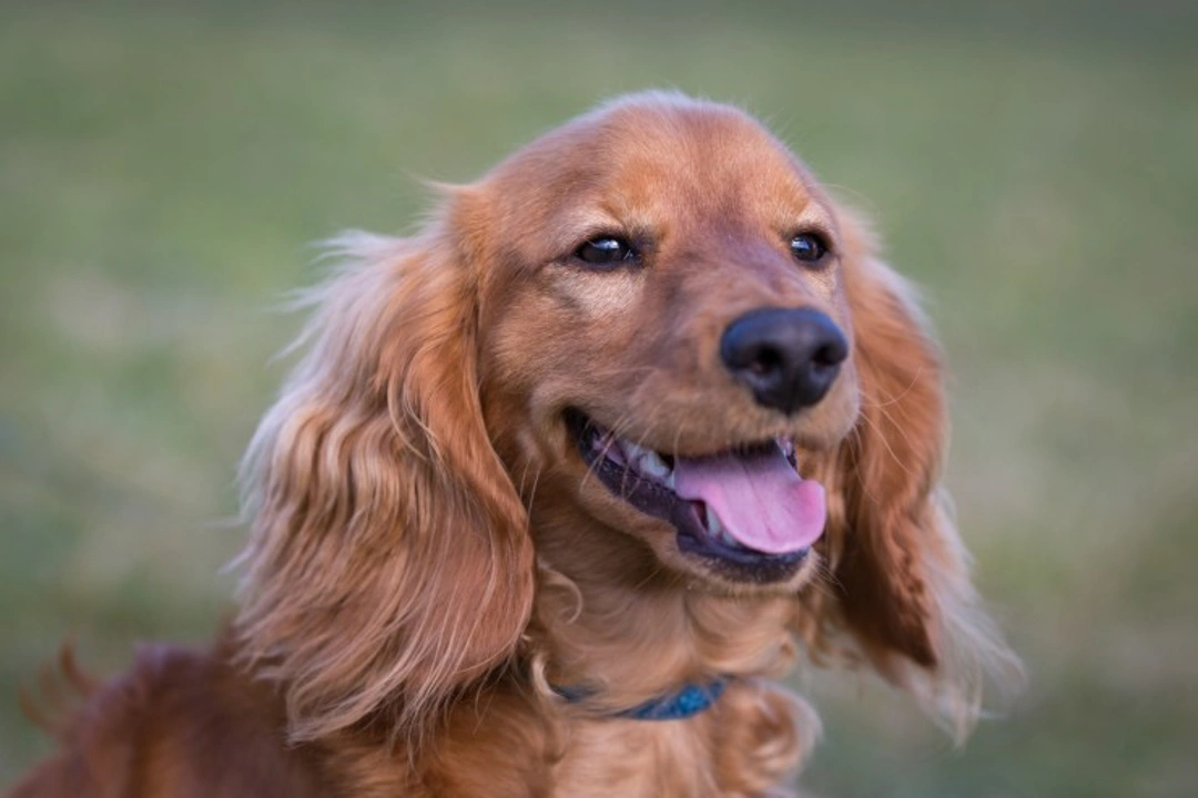 How DNA Testing Diagnoses Canine Diseases Effectively