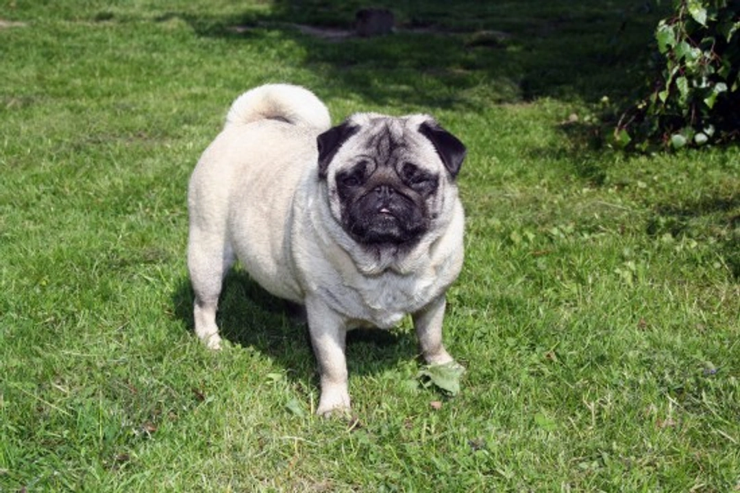 Effective Tips for Feeding and Managing Overweight Dogs