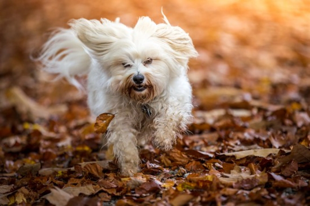 Feeding Your Dog in Autumn and Winter: Essential Tips