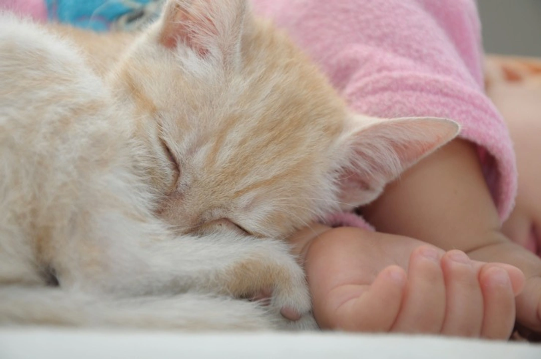 Safe Tips for Living with Your Cat and Baby