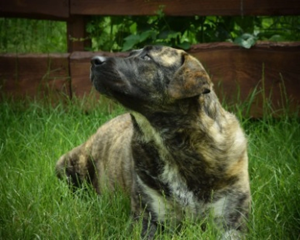 Associazioni animali: Dimensione Animale Bergamo