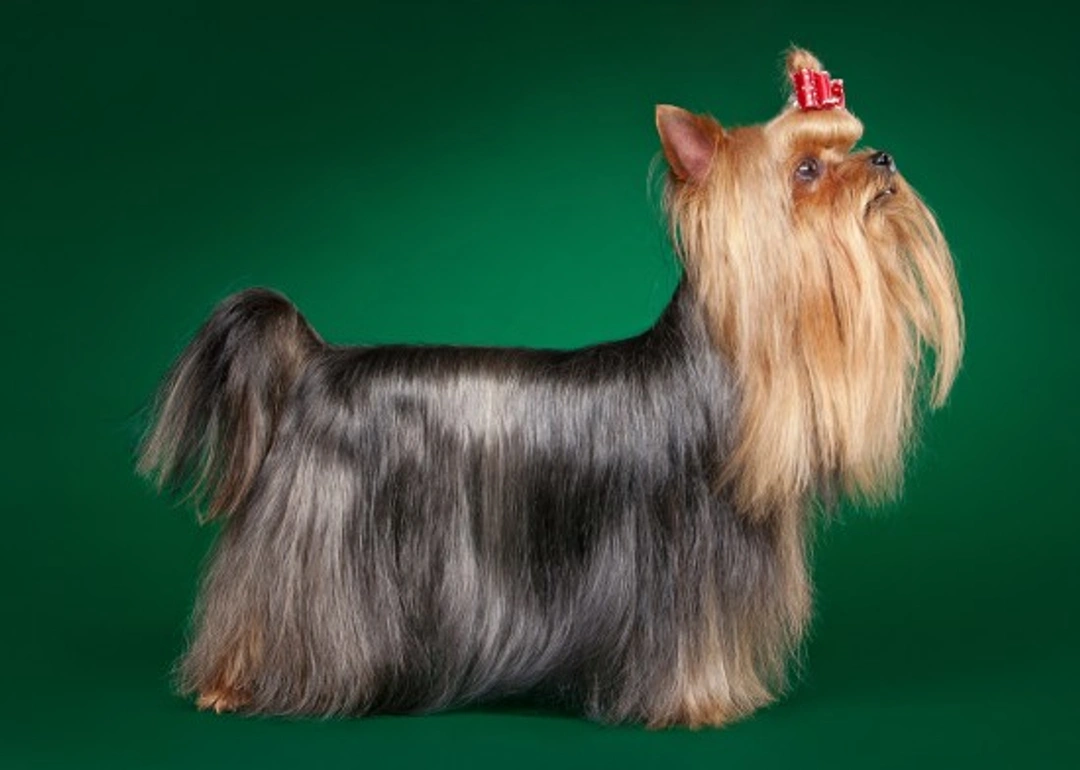 Yorkshire Terrier coat features and varieties explained