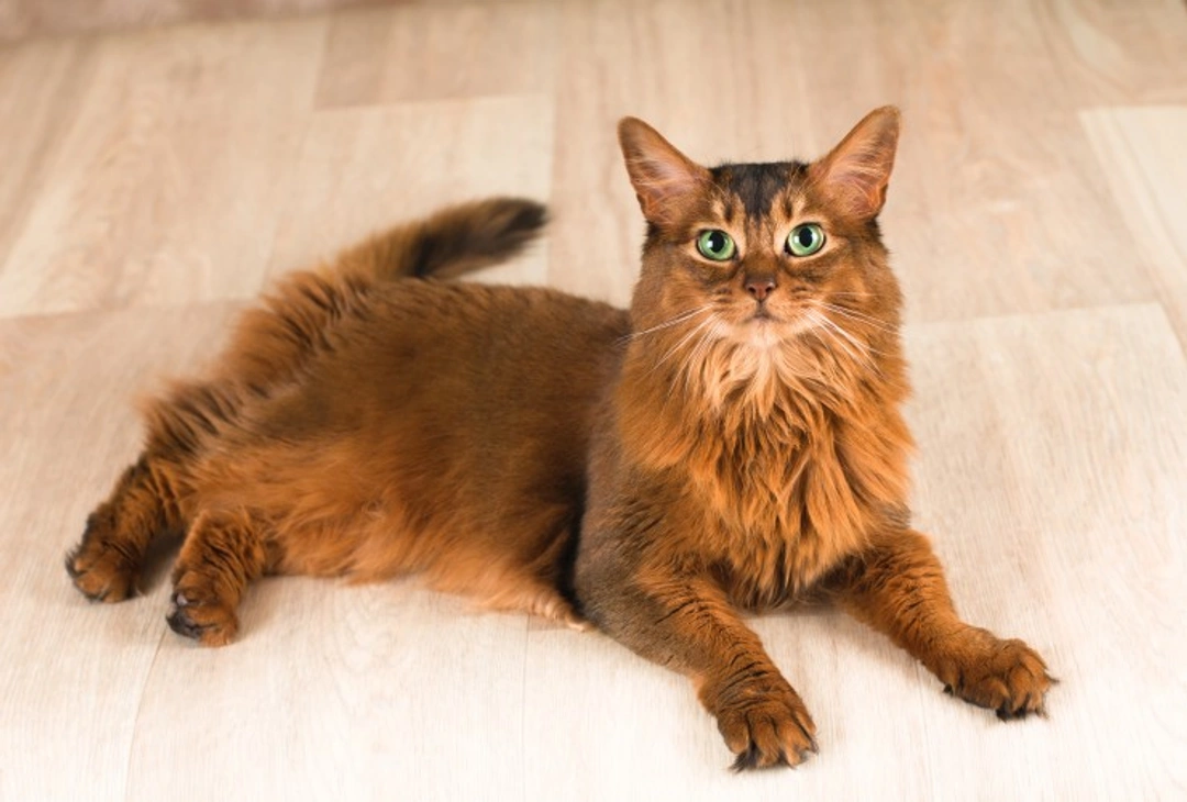 Pyruvate Kinase Deficiency in Cats: Causes, Symptoms & Care