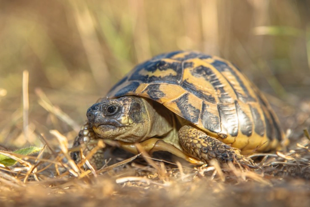 Legal Implications of Tortoise Ownership in the UK