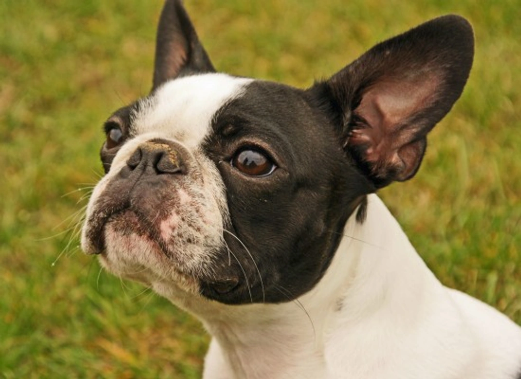 8 Key Facts About the Boston Terrier Breed